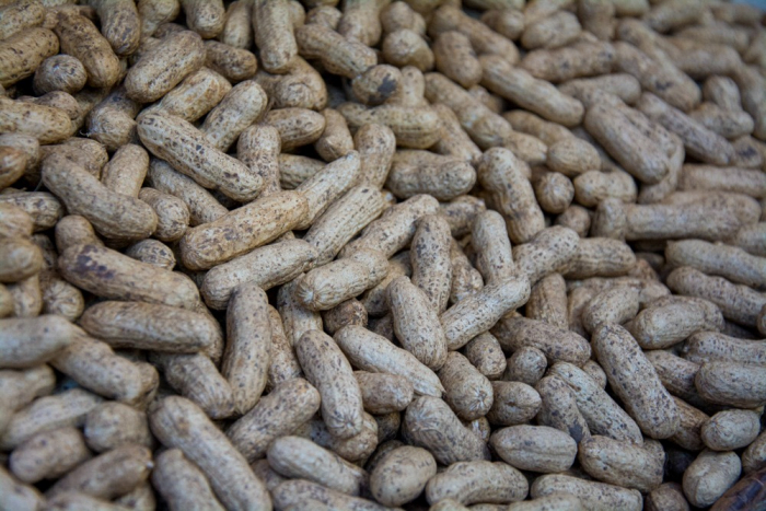 Agricultura familiar dá sabor ao São João da Bahia e garante emprego e renda para agricultores