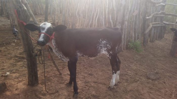 Atividade leiteira em comunidade rural de Jeremoabo registra aumento de mais de 200% na produção