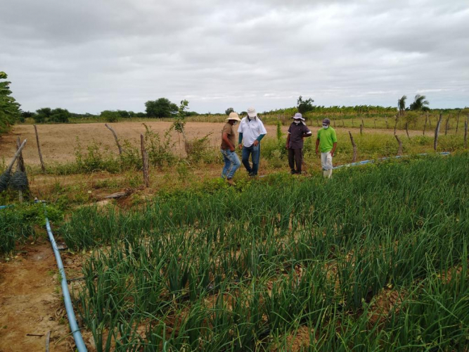 Agricultores familiares de Abaré aumentam produção com chegada de irrigação