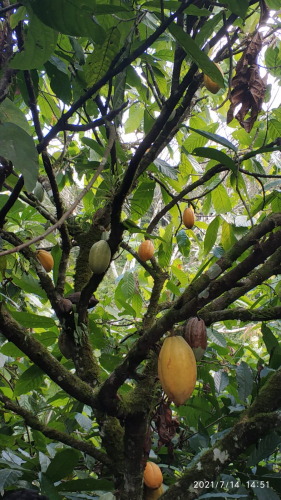 Técnicos do Baixo Sul que atuam no projeto Cacau + passam por treinamento