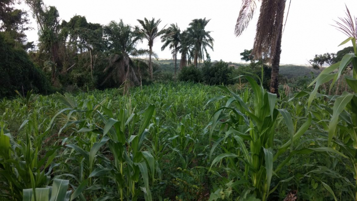 Agricultores familiares já podem aderir ao Garantia-Safra 2021/2022