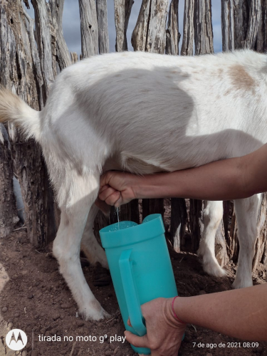 Criação de caprinos gera renda para produtores do município de Sento Sé
