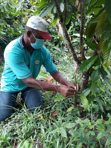 Produção de cacau em comunidade quilombola de Maraú é qualificada