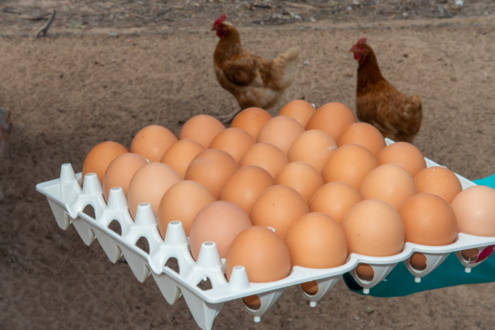 Dia da Avicultura é celebrado com mudança de renda para os agricultores familiares