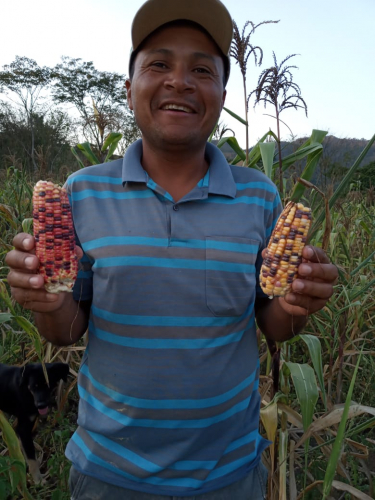 Famílias indígenas de Pau Brasil começam a colher os frutos da produção agroecológica