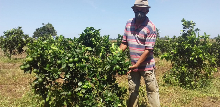 Produção de laranja dobra em comunidade rural de Rio Real