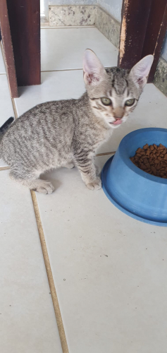 Adoção responsável de animais domésticos terá espaço na 12ª Feira da Agricultura Familiar