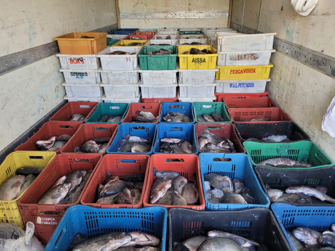 Cooperativa de pescados comercializa 14,2 toneladas de peixes com o apoio do Governo do Estado