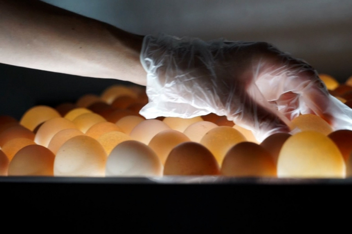 Entreposto de Ovos será instalado em comunidade rural de Queimadas