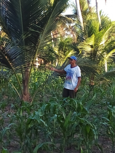 Produção de coco cresce 450% em comunidade rural de Acajutiba