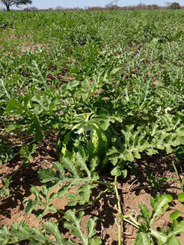 Produção de melancias aumenta renda de agricultores familiares de Palmas de Monte Alto