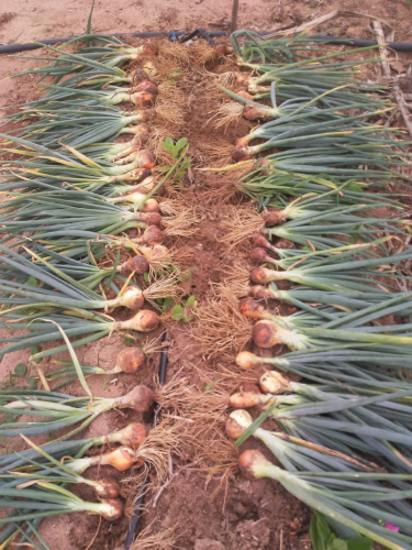 Agricultores familiares de Rio Real aproveitam colheita e melhoram alimentação em comunidade rural