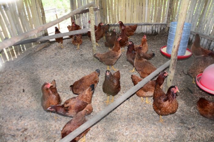 Sistema PAIS impulsiona produção sustentável e diversificada na Bahia