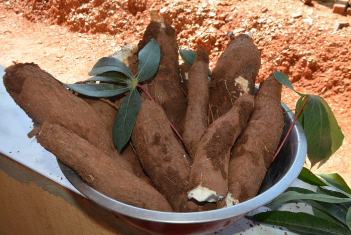 Comunidade rural de Ituberá comemora primeira colheita de mandioca