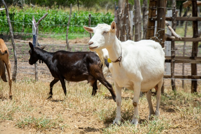 Beneficiamento do Leite de Cabra transforma a vida de famílias agricultoras do Sisal