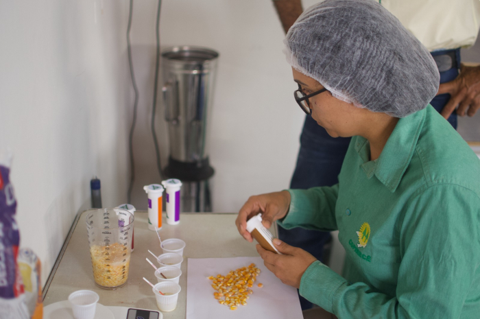 Produção de milho não-transgênico na Bahia garante sabor e tradição no São João