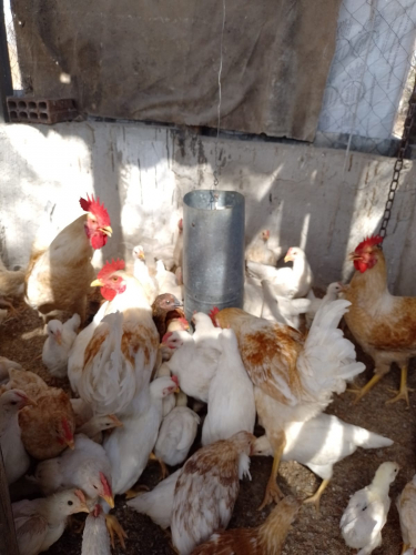 Renda Familiar cresce com avicultura sustentável em comunidade rural de Malhada de Pedras