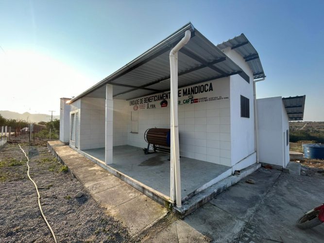 A raiz das raízes: mandioca como fonte de alimento, renda e autonomia na Bahia