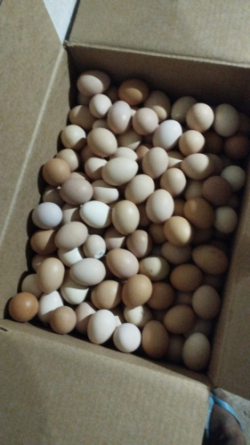 Investimento na produção de galinha caipira impulsiona crescimento econômico em comunidade Quilombola de Alagoinhas