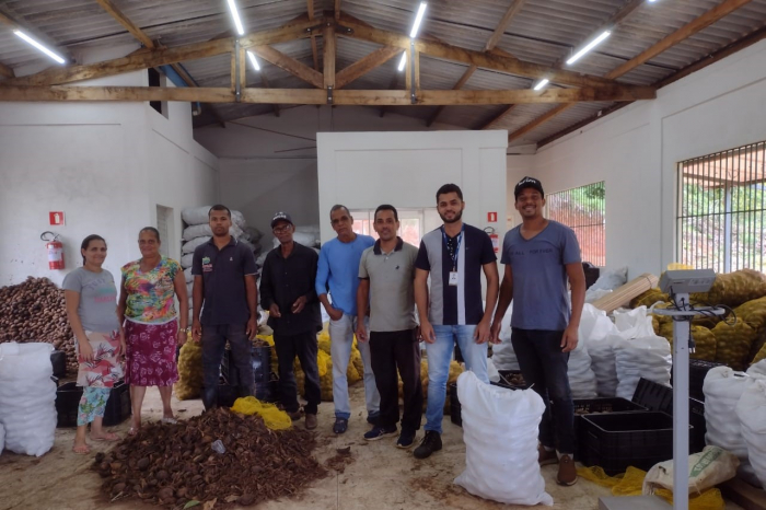 Exportação de coco de piaçava pela agricultura familiar reforça relações comerciais entre Bahia e Egito
