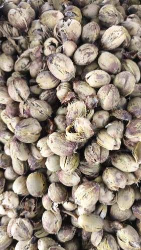 Fotos: Carlos Eduardo/Idesa