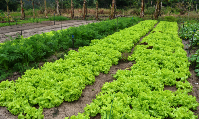 Foto: Mariana Miranda/SDA/SDR