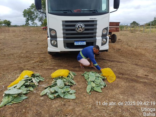 Enfrentamento à seca: SDR distribui 90 mil mudas de palma para famílias agricultoras de Livramento de Nossa Senhora