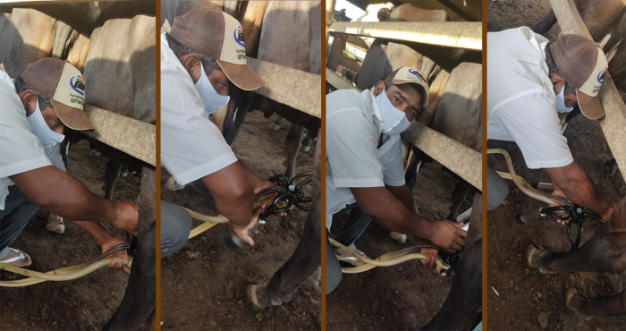 Agricultores familiares de Alcobaça aumentam a produção e melhoram qualidade do leite