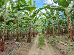 02 PNCF P TANCREDO NEVES.jpeg