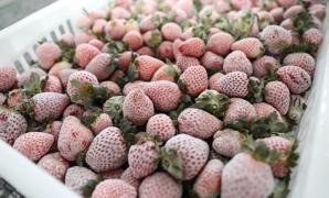 Agroindústria Coopchapada (3).jpeg