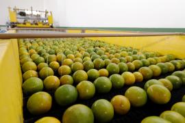 Amanda Ercília-GOVBA.jpg