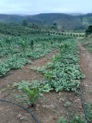 Barreiros de trincheira (1).jpeg