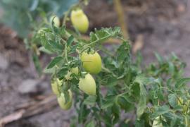 FOTO-RODRIGO PIMENTEL-SDR-GOVBA (3).jpg