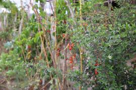 FOTO-RODRIGO PIMENTEL-SDR-GOVBA (4).jpg