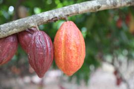 Fotos- Italo Oliveira (2).jpg