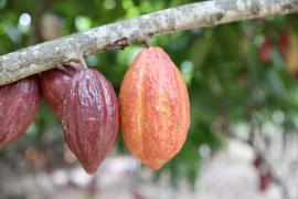 FOTO-ÍTALO OLIVEIRA-SDR-GOVBA.jpeg