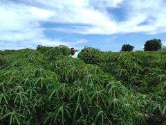 Foto Recente da Unidade de Mandioca da Comunidade de Morro de Fora em Paratinga - Janeiro de 2019....jpg