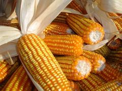 WhatsApp Image 2019-06-13 at 17.29.01 (1).jpeg