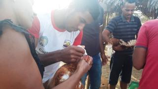 01- Manejo Galinha Caipira.jpeg