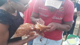 02- Manejo Galinha Caipira.jpeg