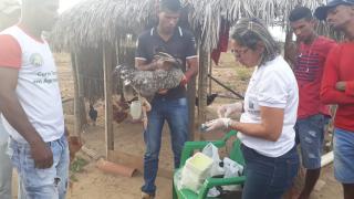 03- Manejo Galinha Caipira.jpeg