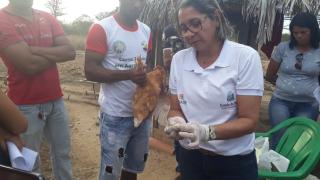 04- Manejo Galinha Caipira.jpeg