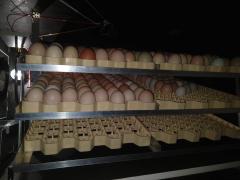 WhatsApp Image 2019-05-06 at 15.16.14.jpeg