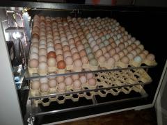 WhatsApp Image 2019-05-06 at 15.16.15 (1).jpeg