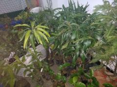 WhatsApp Image 2019-07-11 at 11.33.15.jpeg