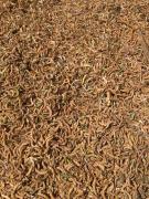 WhatsApp Image 2019-07-26 at 17.29.28.jpeg