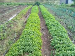 WhatsApp Image 2019-07-28 at 11.31.01.jpeg