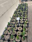 WhatsApp Image 2019-08-28 at 14.33.43 (2).jpeg