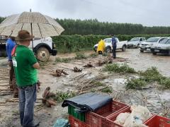 01Colheita Mandioca Extremo Sul.jpeg