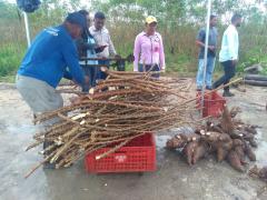 04Colheita Mandioca Extremo Sul.jpeg